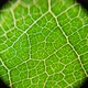 Green Leaf Analysis  - VideoHive Item for Sale