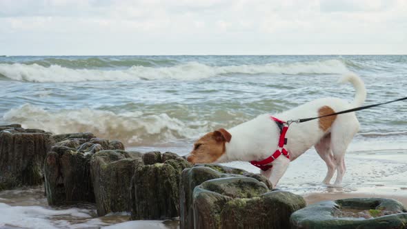Dog Walking at Sea Beach Have Fun in Waves