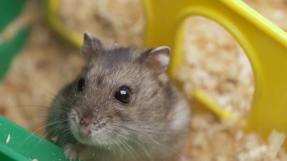 Small gray jungar hamster rats in yellow home cage.