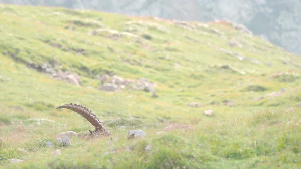 A glimpse of the head and then horns of Alpine ibex leisurely grazing at Schneibstein in Golling Aus