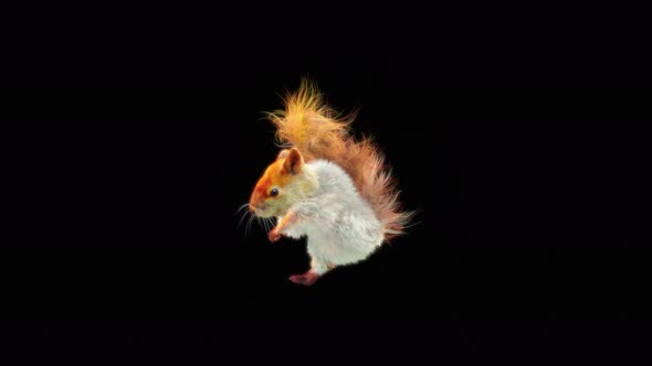 Squirrel Dancing 4K