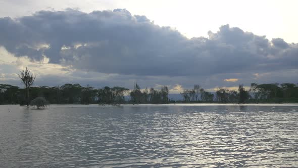 Leafless trees in the lake 