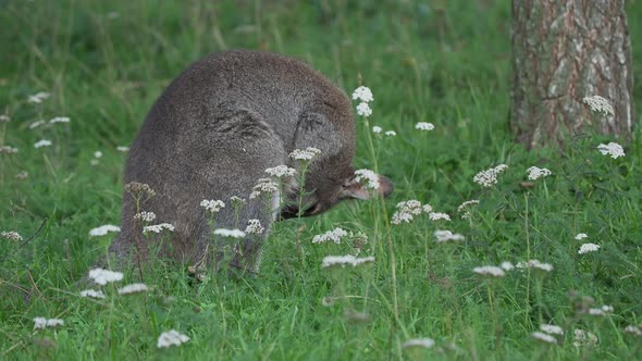 Bennett's Tree-kangaroo Eats Grass. Dendrolagus Bennettianus Grazing in the Meadow.