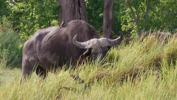 African Buffalo Bull With Red-billed Oxpecker Feeding On The Fresh Green Grass In Okavango Delta, Bo