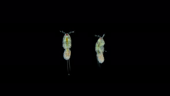 Crustacea Copepoda Under the Microscope Harpacticoida Order