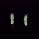 Crustacea Copepoda Under the Microscope Harpacticoida Order - VideoHive Item for Sale