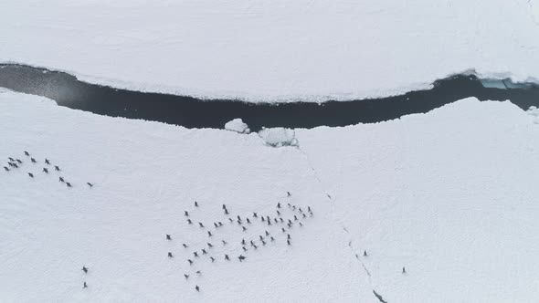 Gentoo Penguin Walk Snow Land Aerial Top Down View