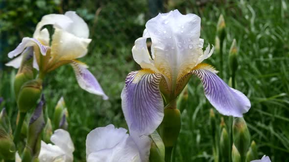 Purple Iris Flowers with Raindrops on the Petals Grow on a Flower Bed or in the Backyard.