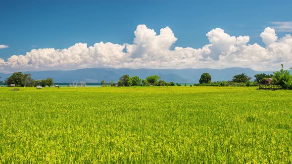 Panorama on stunning landscape and lush green rice fields in Sulawesi, Indonesia