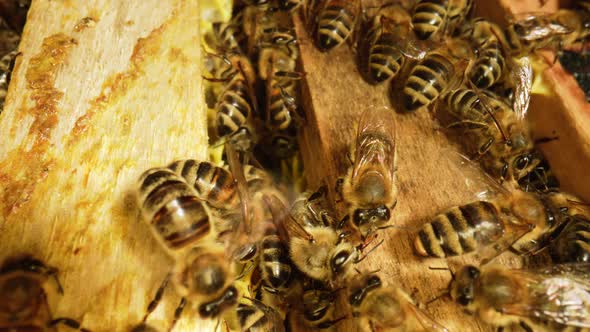 Bees Family Working on Honeycomb in Apiary