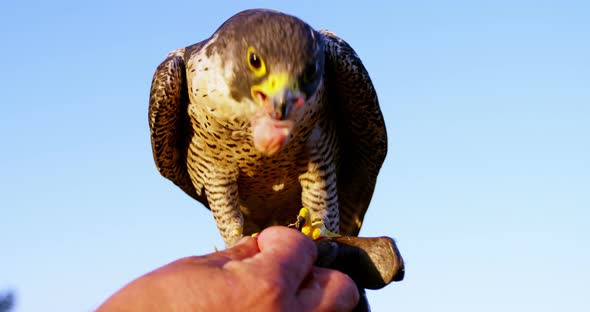 Man feeding falcon eagle on his hand