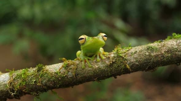 Canal Zone Tree Frog in its Natural Habitat in the Caribbean Lowlands