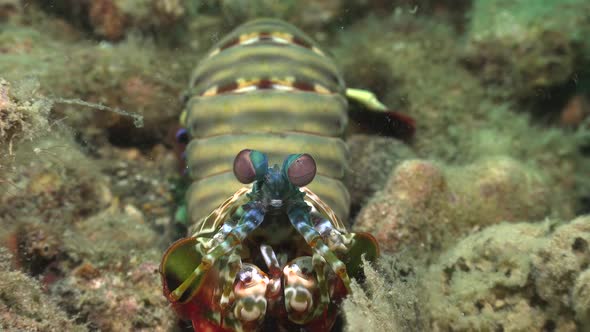 Smashing Mantis Shrimp (Odontodactylus scyllarus) starring at camera an making a 180 degree turn on