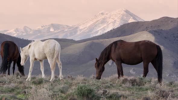 Wild horses grazing on hill top at sunrise.