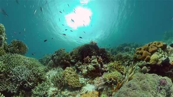 The Underwater World of a Coral Reef