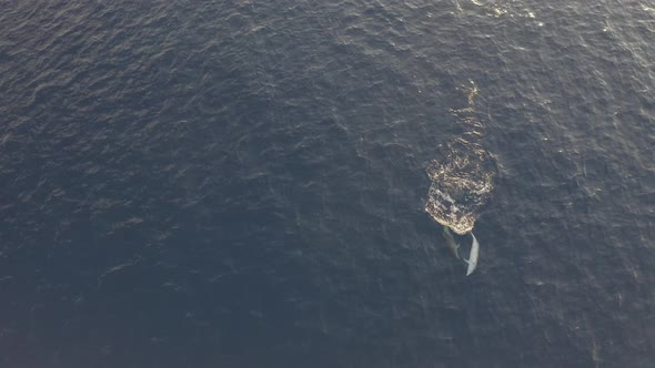 Aerial view group of dolphins swimming at Adriatic sea, Croatia.