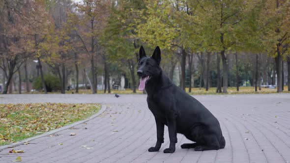 Black German Shepherd for a Walk in the Autumn Park
