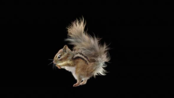 Squirrel Fly HD