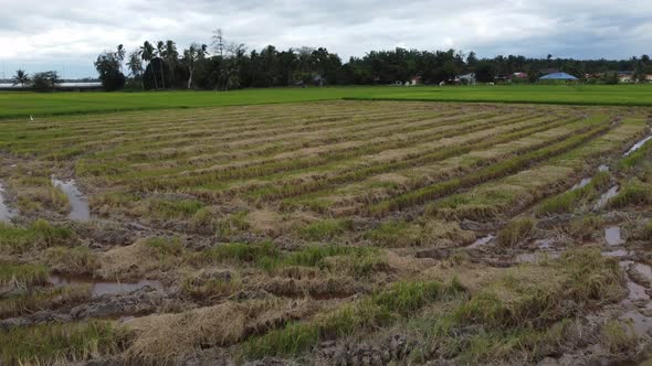 Harvested paddy field.