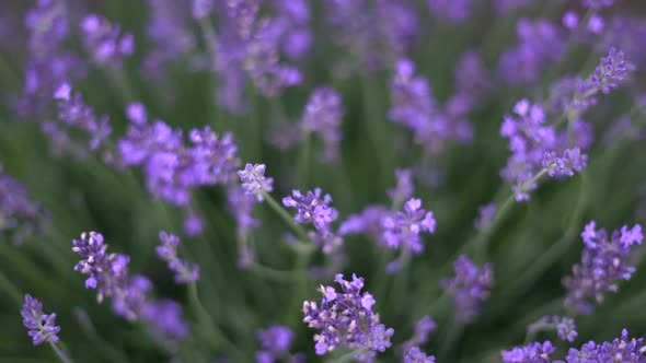 Purple Lavender