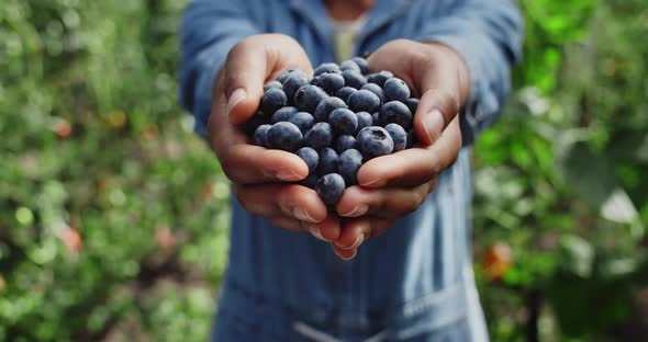 Crop View of Afro American Farmer Holding Fistful of Blueberries While Standing in Greenhouse