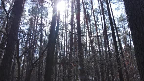 Forest Landscape Aerial View Slow Motion