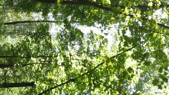 Vertical Video of Green Forest By Day