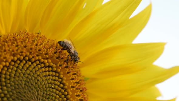 Details of Helianthus plant with insect 3840X2160 UltraHD footage - Close-up of bee and sunflower 21