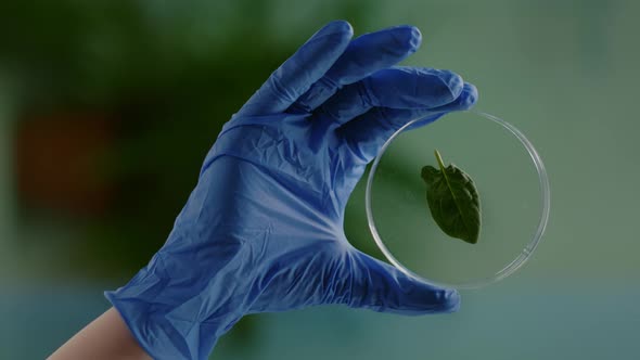 Vertical Video Closeup of Biologist Woman Hands Holding Medical Sample of Green Leaf