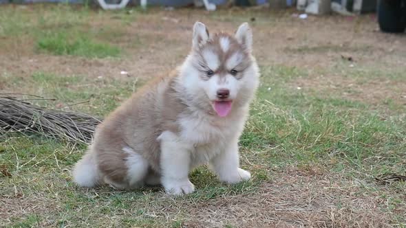 Cute Siberian Husky Sitting On Grass