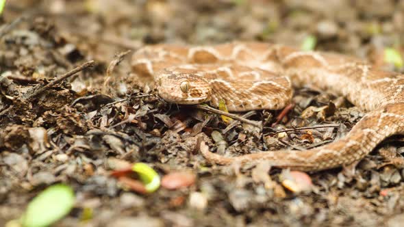 A Saw Scaled Viper lays in wait looking ahead as it is camouflaged in the ground design , it looks t