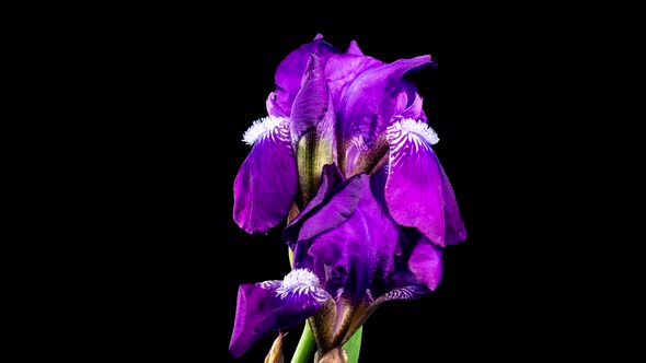 Purple Iris Flower Opening Bud in Time Lapse on a Black Background. Tender Flower Wilt 