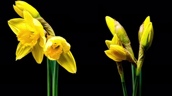 Time Lapse of Flowering Daffodil