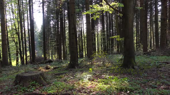 Sunny Small Glade in Forest with Stump and Fallen Branches