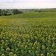 Flight Over Sunflowers In Rain - VideoHive Item for Sale