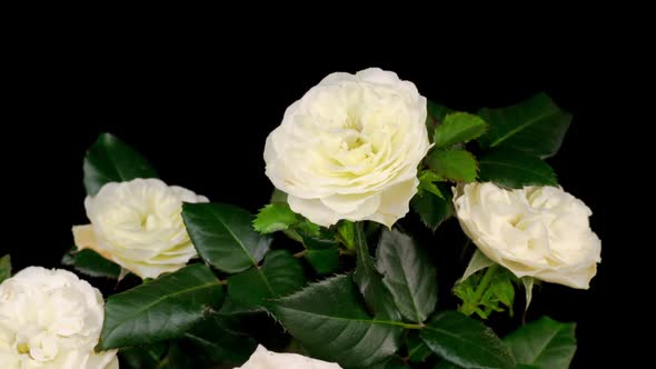 Time Lapse of Opening White Rose Flower