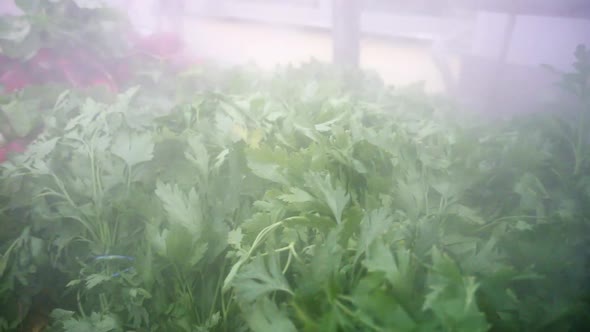 Fresh Spring Vegetables and Herbs