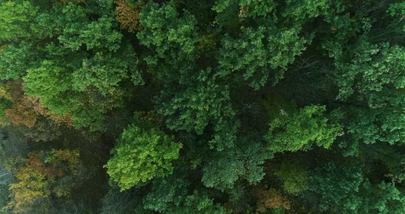 Aerial Forest View Nature Renewal Late Summer