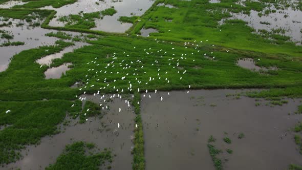 Group of egret birds fly in paddy field.