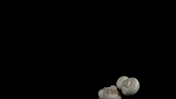 Flying Champignon Mushrooms on a Black Background