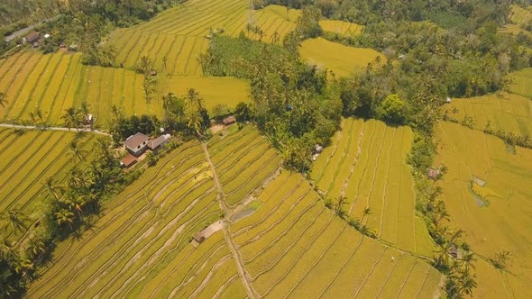 Landscape with Rice Terrace Field Bali Indonesia