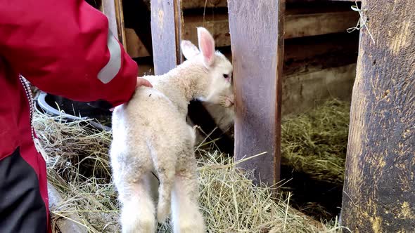 Toddler girl stroking and cuddling the back of newborn lamb inside barn. Very cute close-up shot