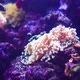 Corals in Marine Aquarium - VideoHive Item for Sale