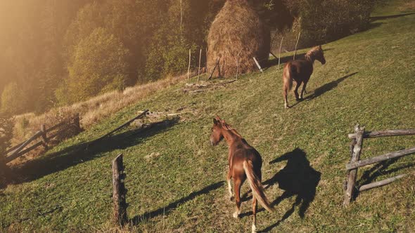 Horse at Sun Mountain Aerial