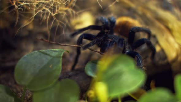 A Large Spider Climbs Into a Hole in the Web. Macro. House of Pests. Close. Disaster for the Forest