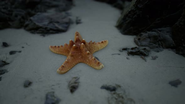 Starfish on Sandy Beach at Sunset