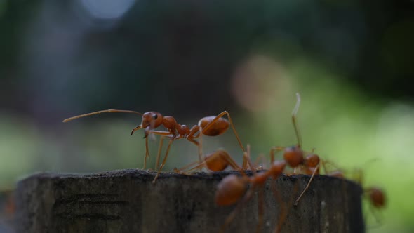 Red ant action walking in the nature