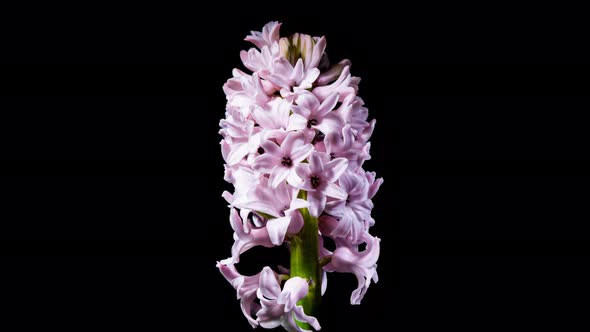 Pink Hyacinth Flower Buds Blooming on a Black Background in Timelapse
