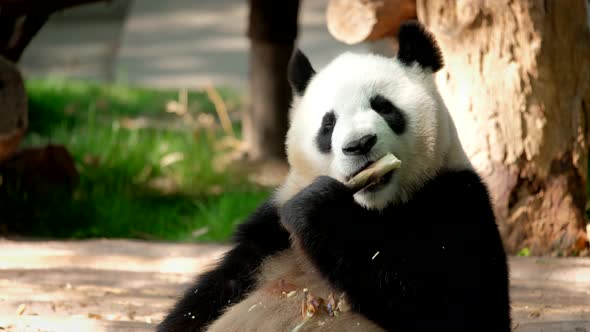 Giant Panda Bear Eating Bamboo