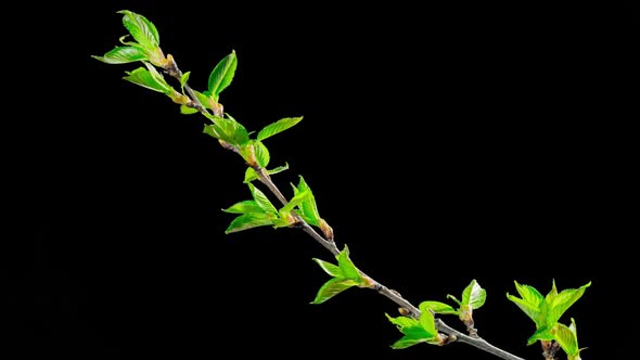 The opening leaves of sakura in spring